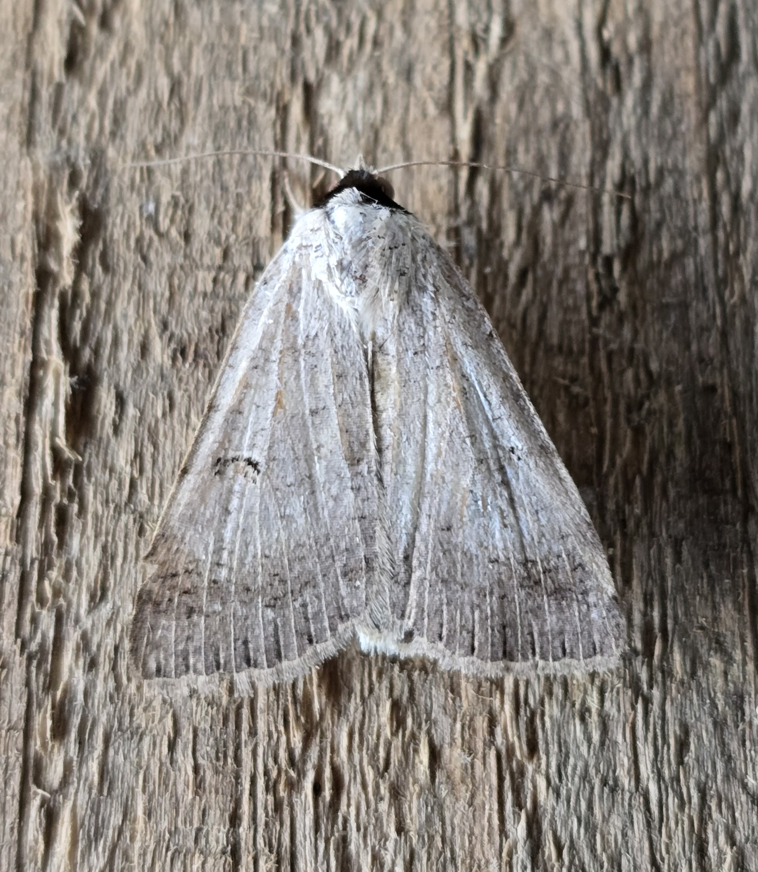 Photo of Scarce Blackneck (Lygephila craccae)